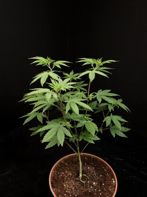 Girl Scoute Cookies. Week 7