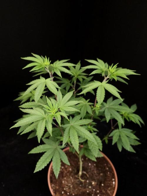 Girl Scoute Cookies. Week 7
