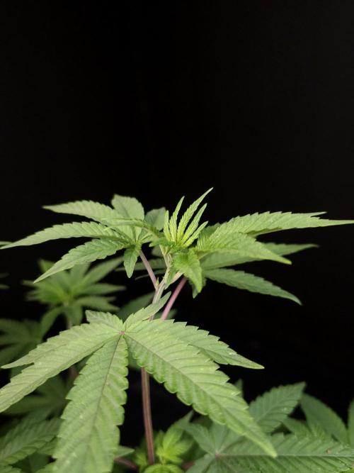 Girl Scoute Cookies. Week 7