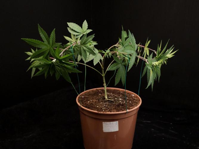 Girl Scoute Cookies. Week 7