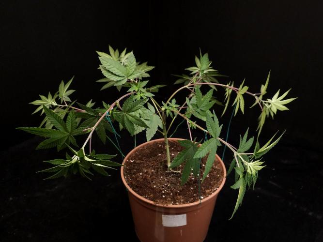 Girl Scoute Cookies. Week 7