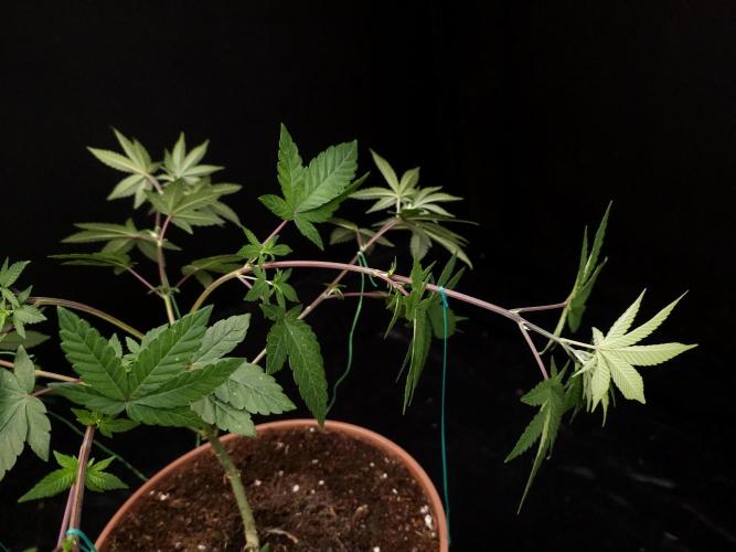 Girl Scoute Cookies. Week 7