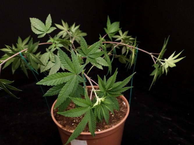 Girl Scoute Cookies. Week 7
