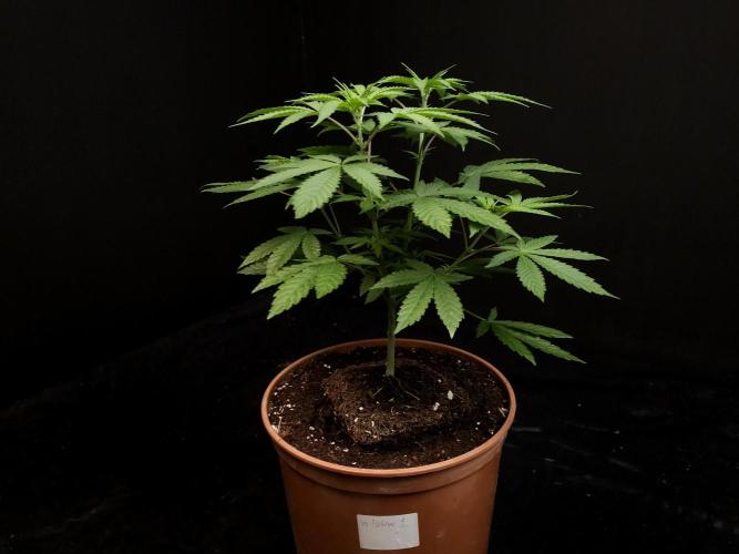 White Widow. Week 7