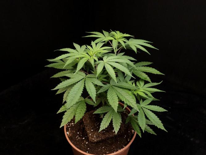 White Widow. Week 7