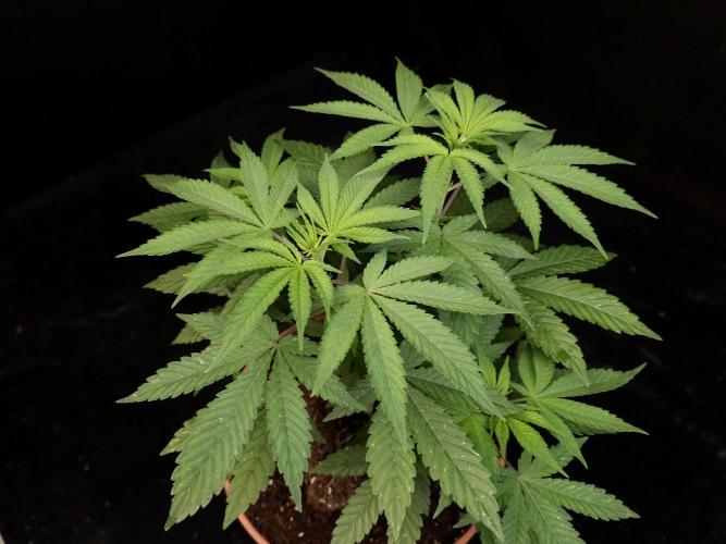 White Widow. Week 7