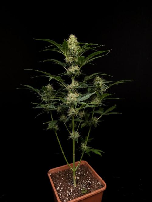 Zkittlez automatic. Week 7