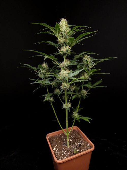 Zkittlez automatic. Week 7
