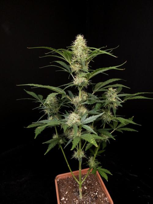 Zkittlez automatic. Week 7