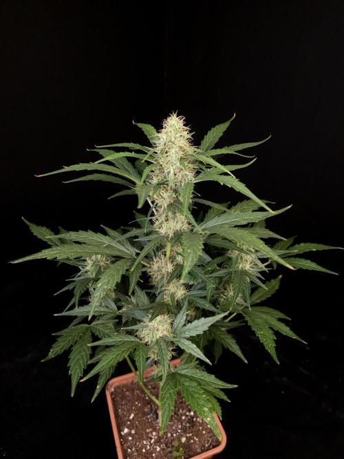 Zkittlez automatic. Week 7