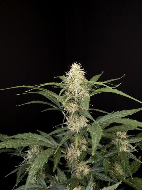 Zkittlez automatic. Week 7