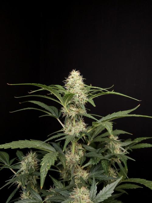 Zkittlez automatic. Week 7