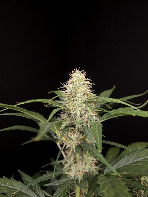 Zkittlez automatic. Week 7