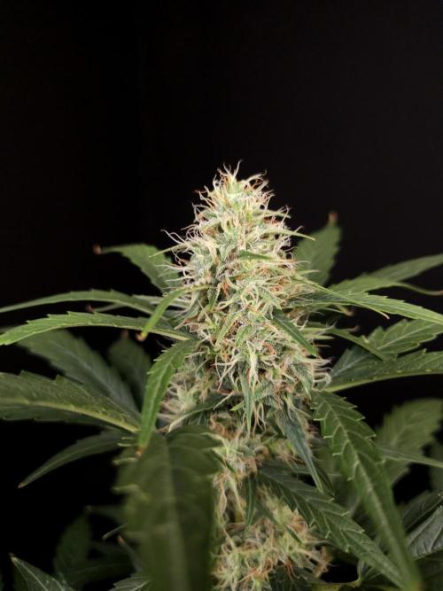 Zkittlez automatic. Week 7