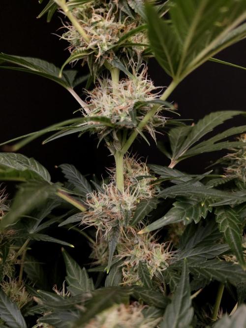 Zkittlez automatic. Week 7