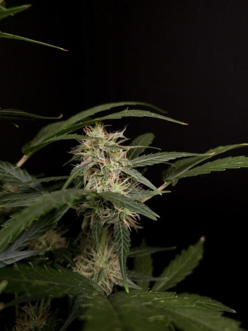 Zkittlez Automatic. Week 7