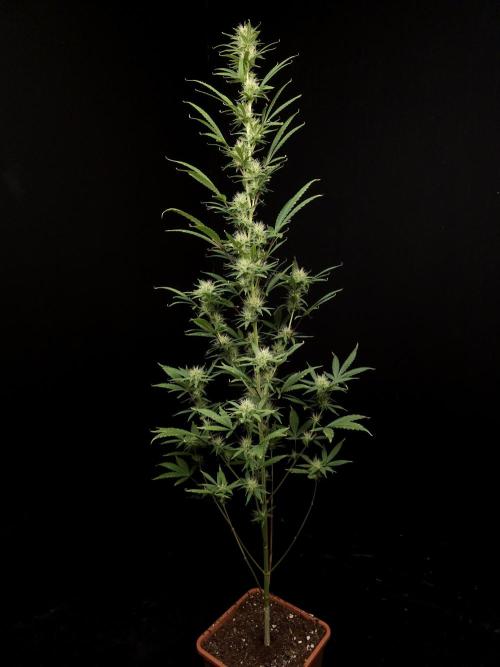 Zkittlez automatic 2. Week 7