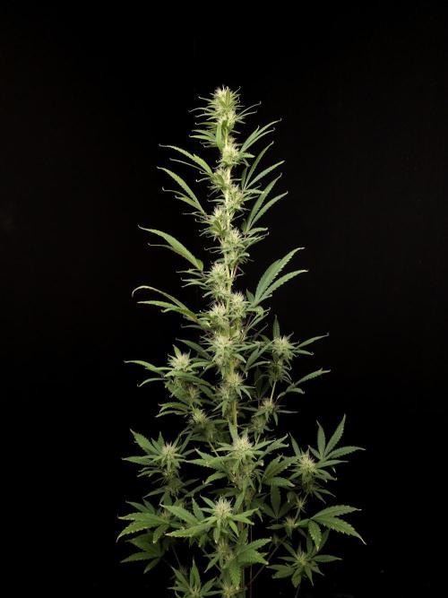 Zkittlez automatic 2. Week 7