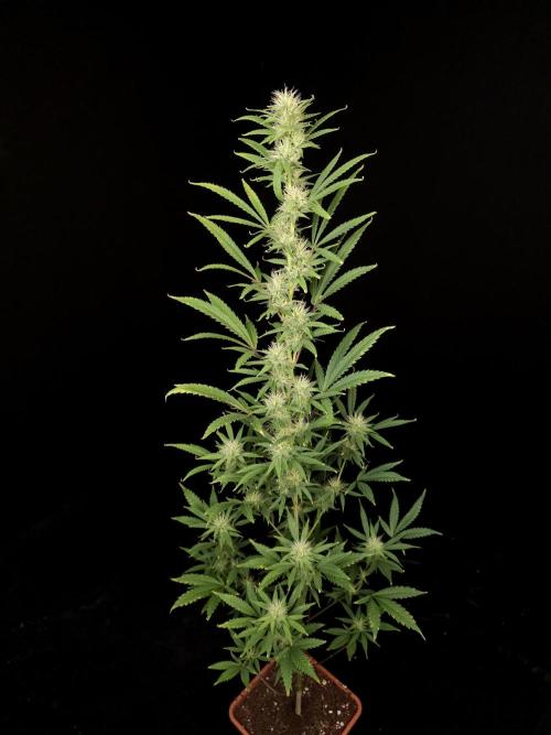 Zkittlez automatic 2. Week 7