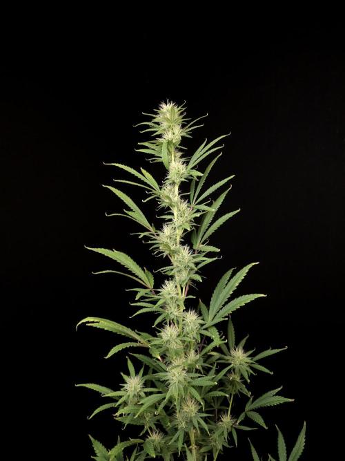 Zkittlez automatic 2. Week 7