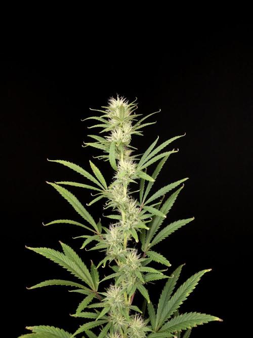 Zkittlez automatic 2. Week 7
