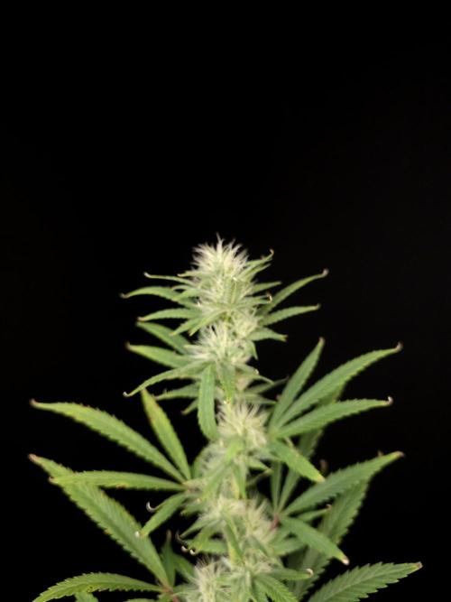 Zkittlez automatic 2. Week 7