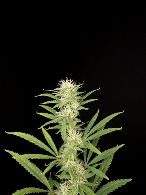 Zkittlez automatic 2. Week 7
