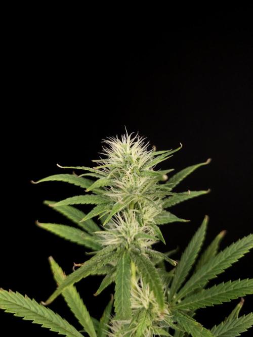 Zkittlez automatic 2. Week 7