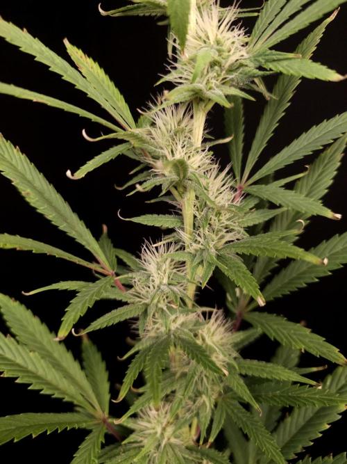 Zkittlez automatic 2. Week 7