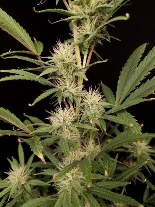 Zkittlez automatic 2. Week 7