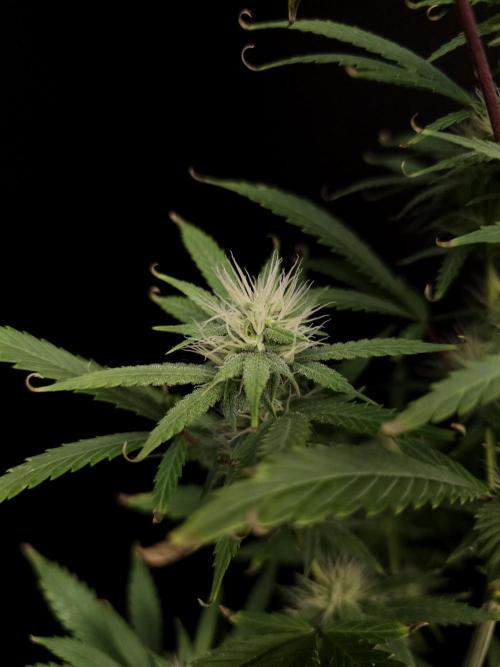 Zkittlez automatic 2. Week 7