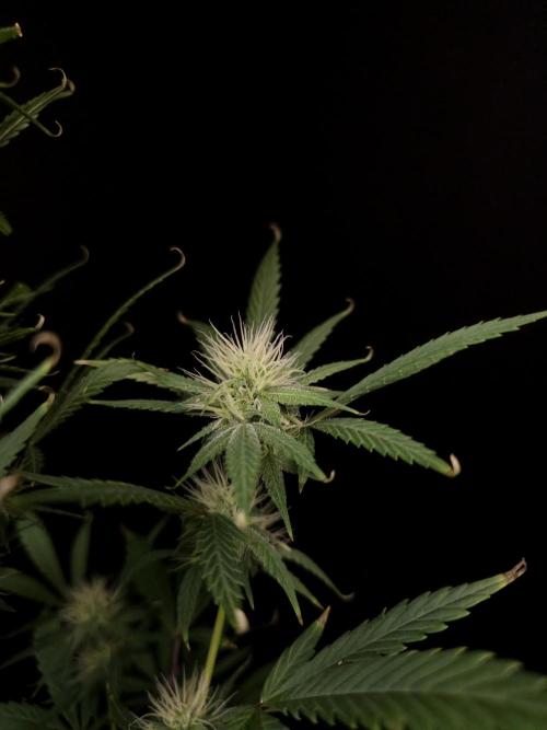 Zkittlez automatic 2. Week 7