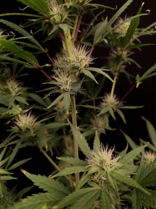 Zkittlez automatic 2. Week 7