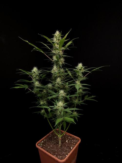 White widow auto. Week 7