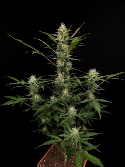 White widow auto. Week 7