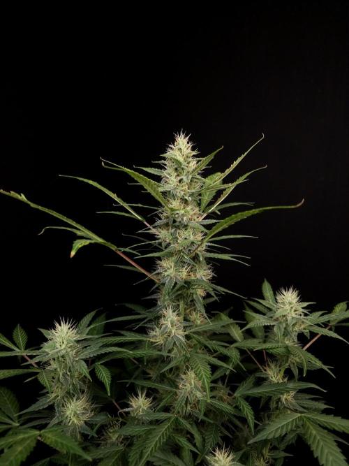 White widow auto. Week 7