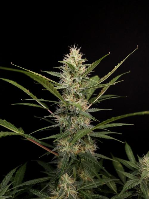 White widow auto. Week 7