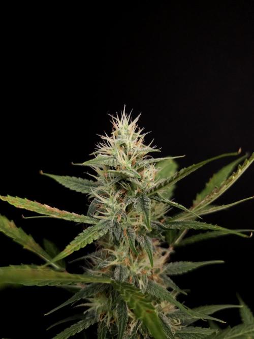 White widow auto. Week 7