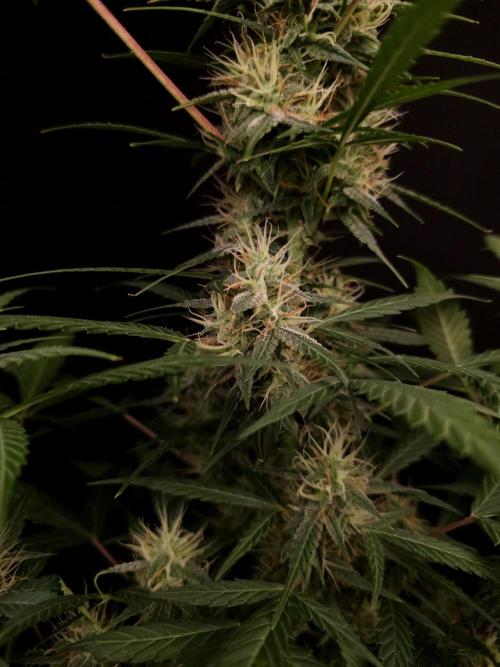 White widow auto. Week 7