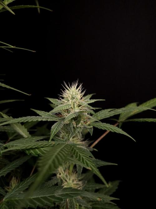 White widow auto. Week 7