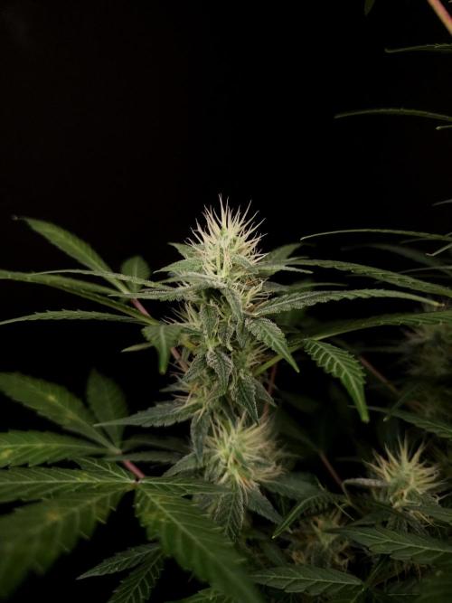 White widow auto. Week 7