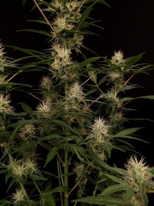 White widow auto. Week 7