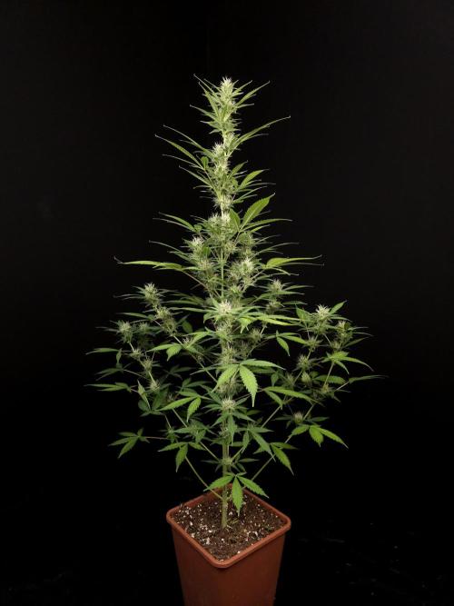 White widow auto 2. Week 7