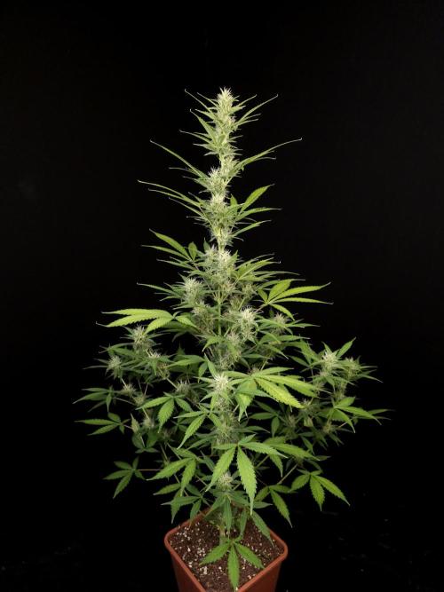 White widow auto 2. Week 7