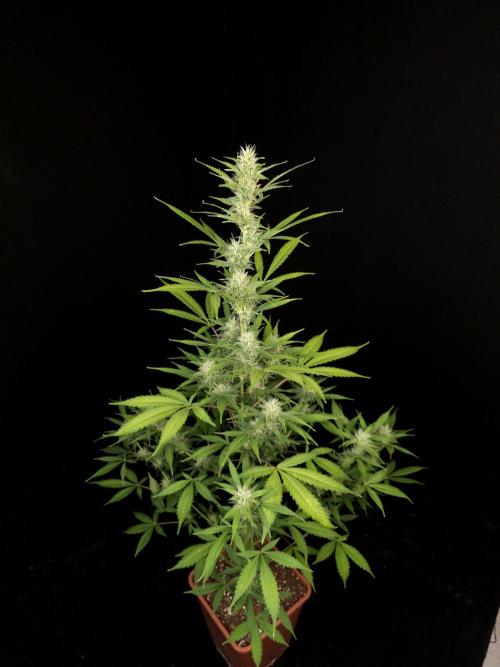 White widow auto 2. Week 7