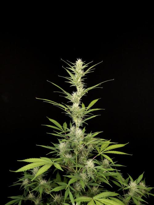 White widow auto 2. Week 7