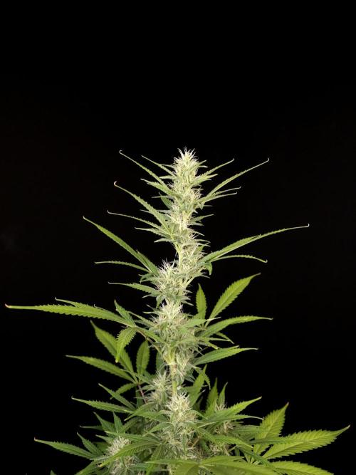 White widow auto 2. Week 7