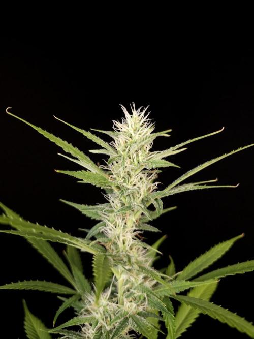 White widow auto 2. Week 7