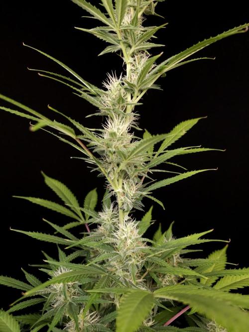 White widow auto 2. Week 7