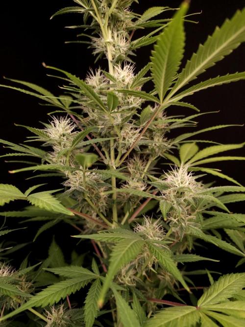 White widow auto 2. Week 7
